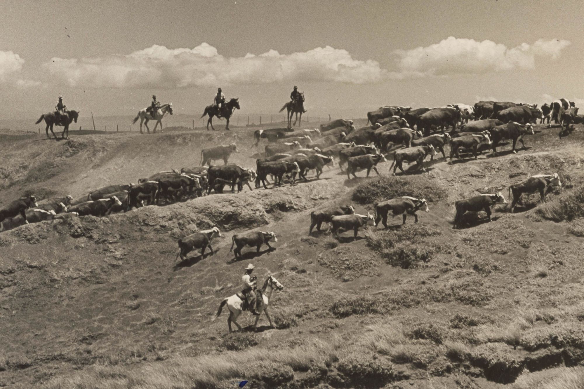 Paniolo herding cattle