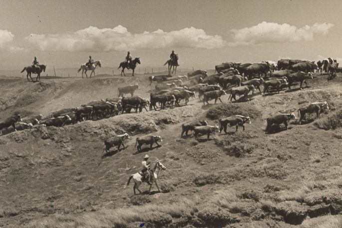 Paniolo herding cattle